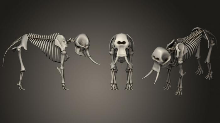 Anatomy of skeletons and skulls (ANTM_0412) 3D model for CNC machine